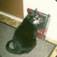 blackmetalcat