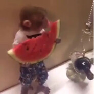 watermelon eater