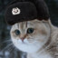 Mr. Soviet Cat