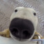 EldenPolar