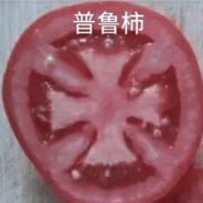 T0MAT0·MAGETUOLUOYID