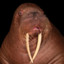 Josh Is A Walrus