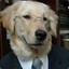 Lawyer Dog