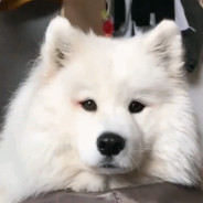 The King Of Miao Miao