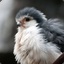 babyfalcon