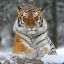 siberian tiger