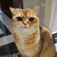 baochishou