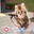 funny catgif