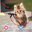 funny catgif
