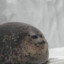 Adm.Chonk