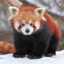 Red Panda