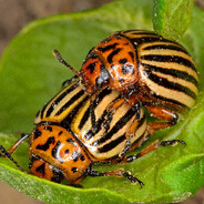 shadowraze земляк