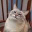 Alice_SF