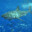 『Carcharodon Carcharias』's Avatar