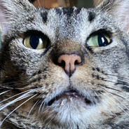 Chappie The Lazy Eye