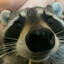 Tactical Raccoon
