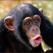 Chimpaneese