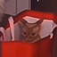 Cocojambo Cat