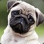 [A80D5F]Pug [Ro]