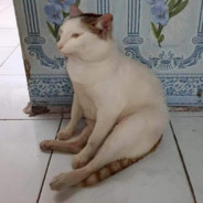 Mello - steam id 76561199089672005