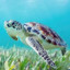 SassySeaTurtle