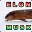 YaBoiElonMuskrat