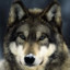 Grey Wolf