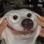 yO_Doggo Style