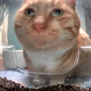 Trevthepleb