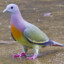 Sexy Pigeon