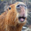 CAPYBARA