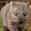 wombat Nr.2