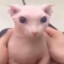 Hergus Sims