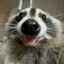 RACCOON