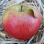Яблука