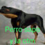 PERRO SAPO Y LA CTM 0G´s