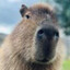 Capybara