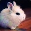 ♥FuzzyBunny♥