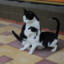 Longcat