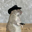 tony the rat