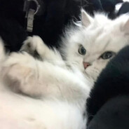 Cat.7