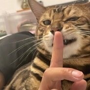 翻斗花园第一枪