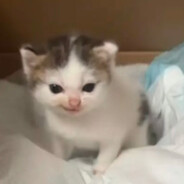 沙二第一自由人