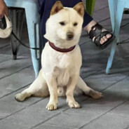 至尊6g信号穿墙打胎王plus已连接(网络质量好)