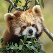 red panda not a raccoon