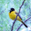 Cerulean Oriole