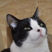 pezezin - steam id 76561197962635332