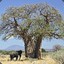 Baobab