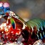 Thai Mantis Shrimp