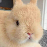 爱吃萝卜和香菜